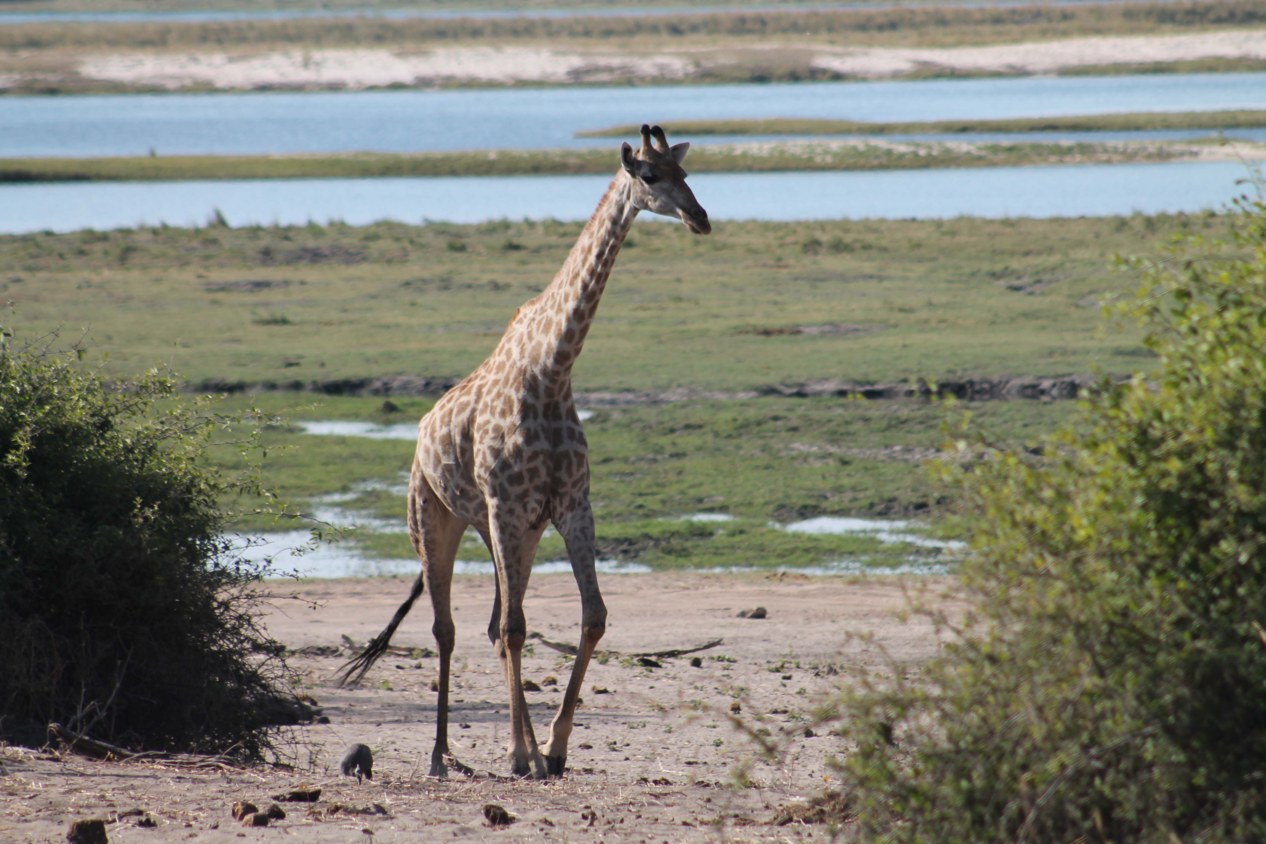 Africa Pictures 2 574.jpg