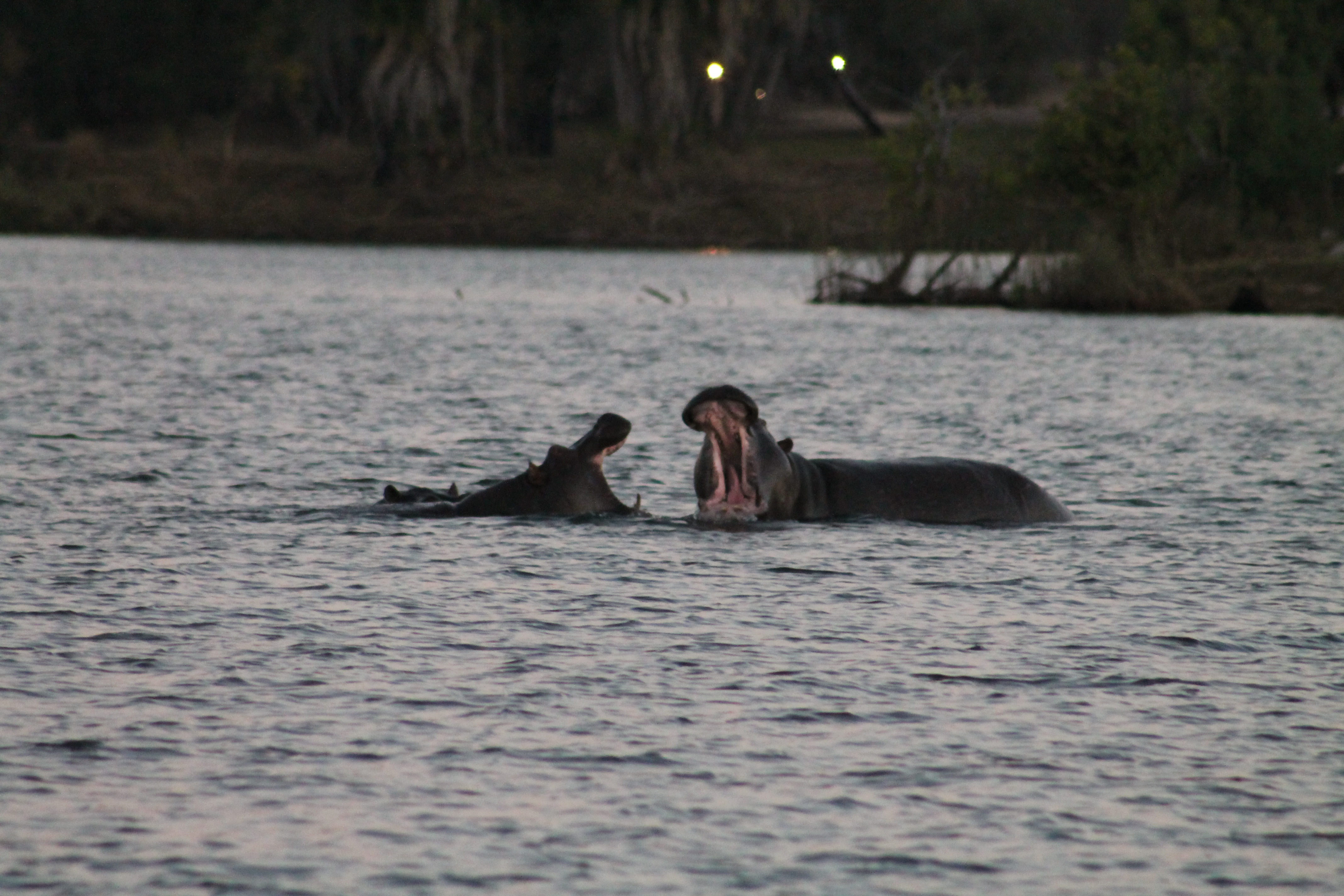 Africa Pictures 2 716.jpg