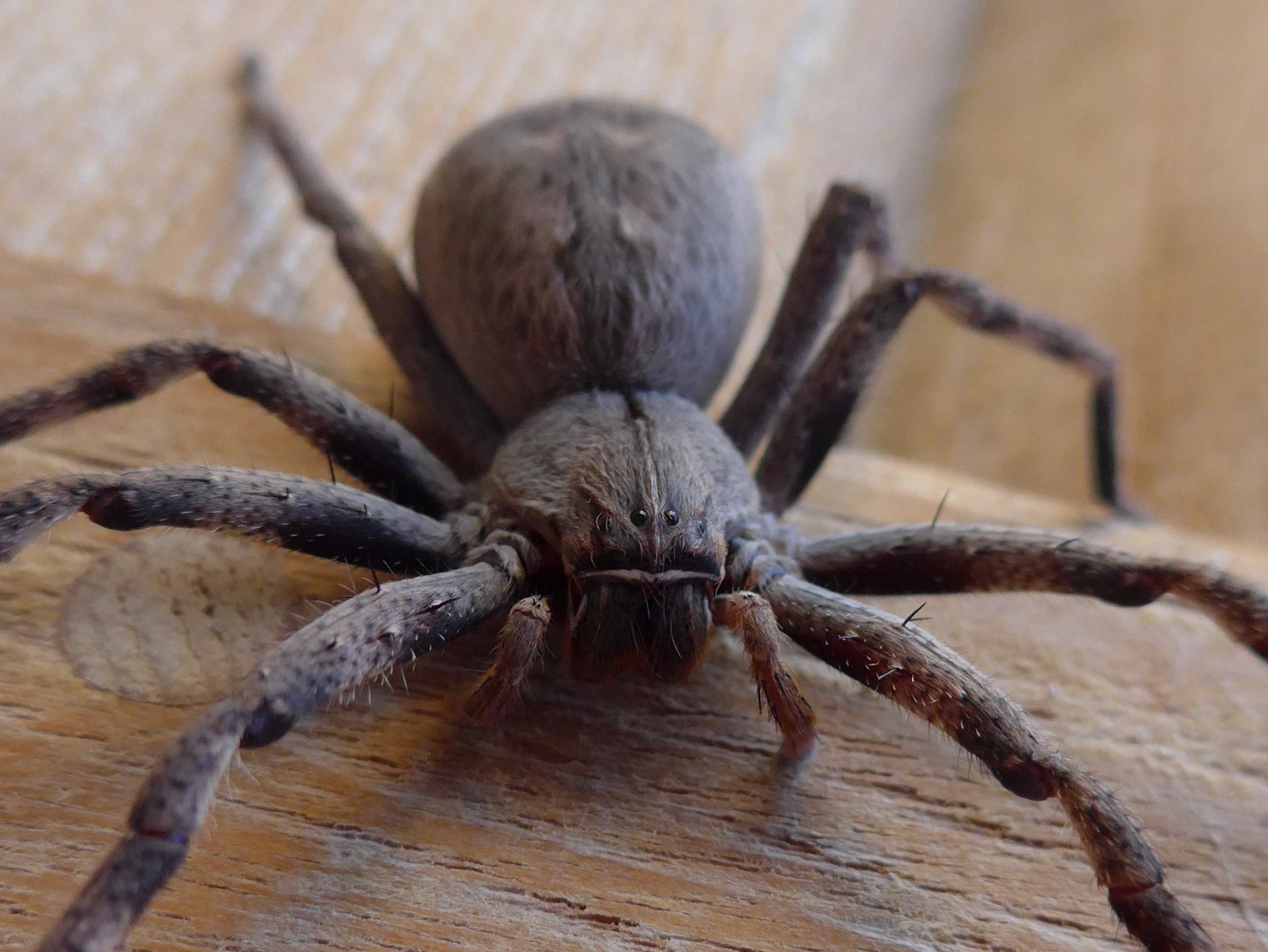 african-rain-spider.jpg