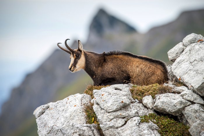 Alpine-Chamois.jpg