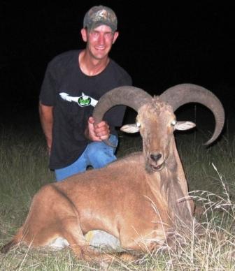 aoudad.jpg