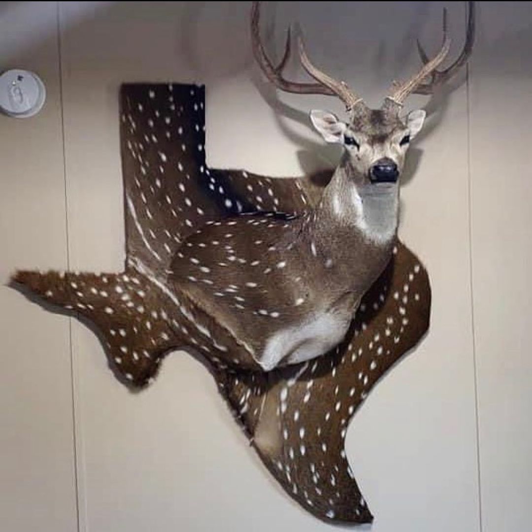 Texas Axis deer mount | AfricaHunting.com