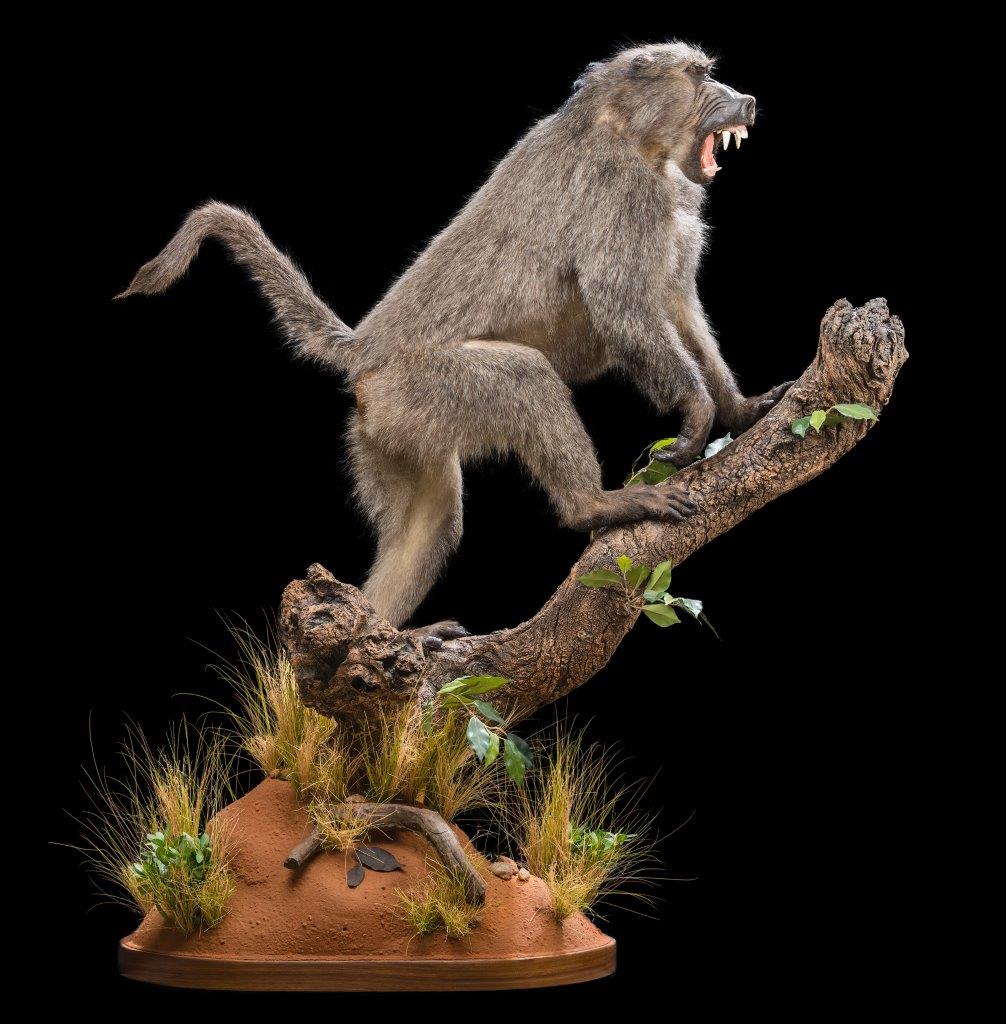 Baboon Fullmount - HH 169.jpg