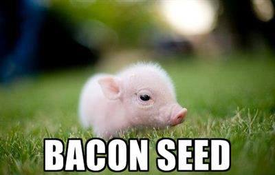 bacon seed.jpg