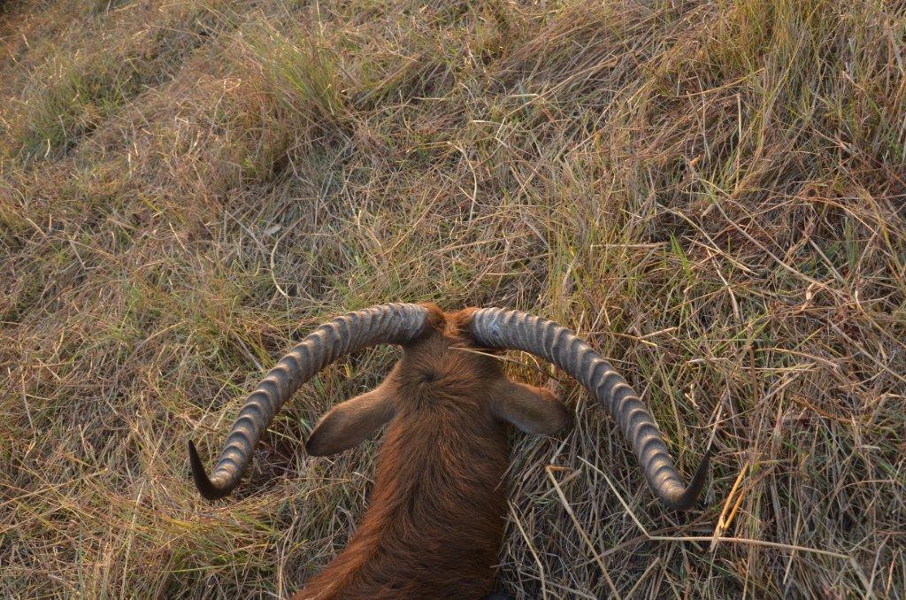 Bangweulu Black Lechwe 1.jpg