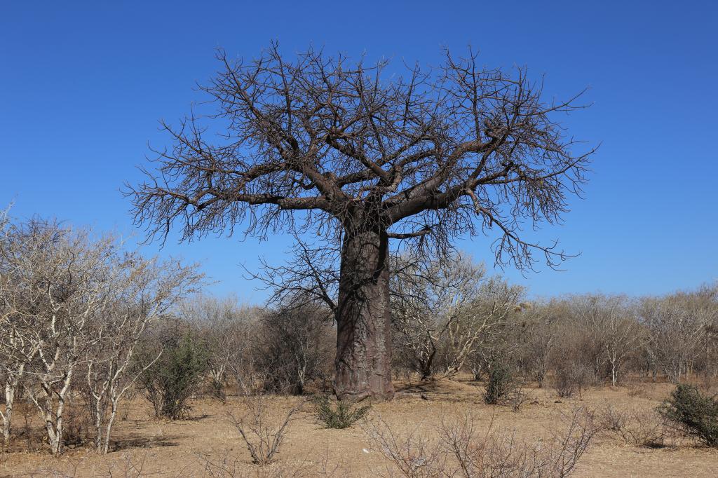 Baobab2_zps20f56c1f.jpg