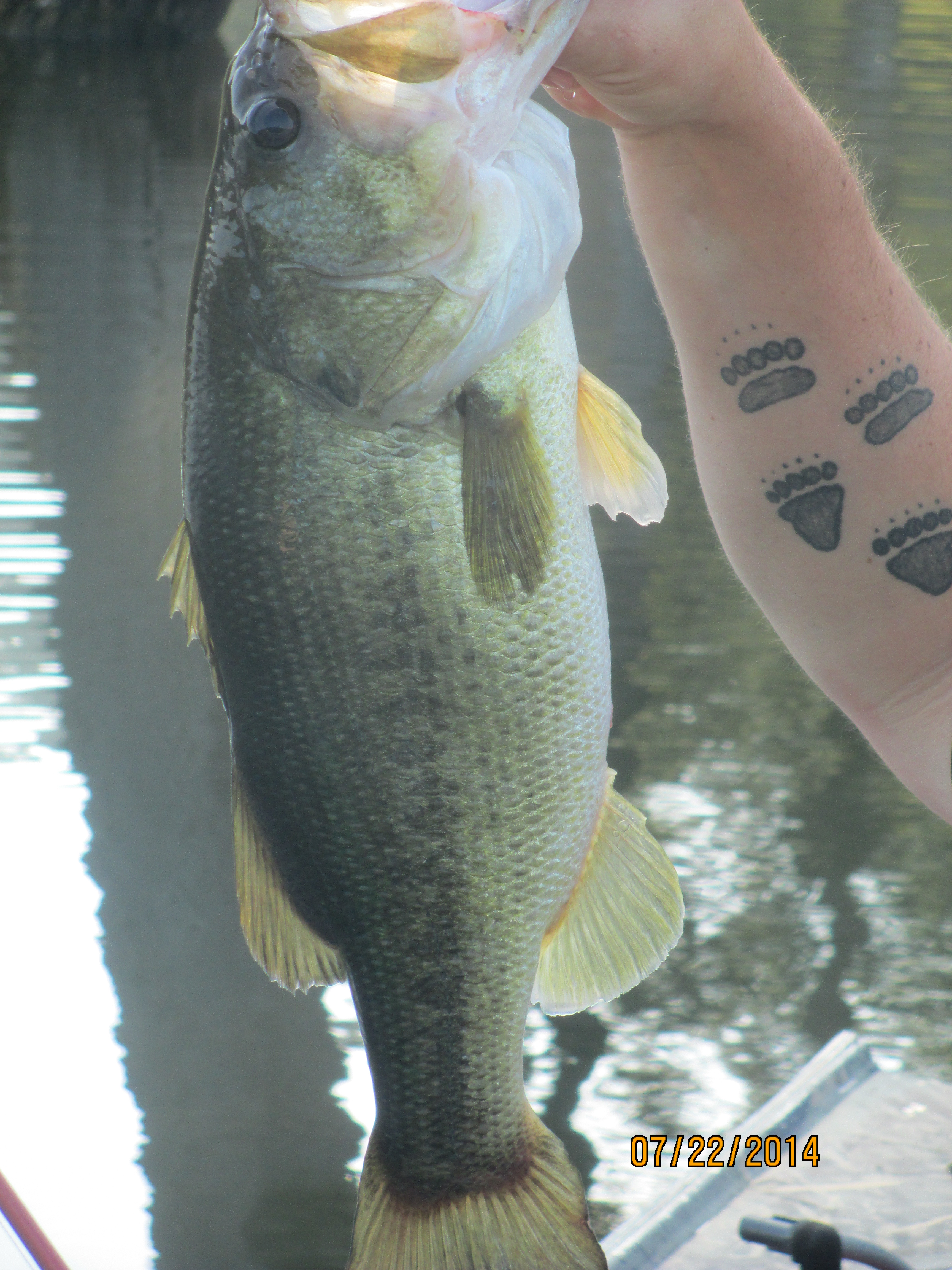 Bass and Hog Pictures July 2015 089.JPG