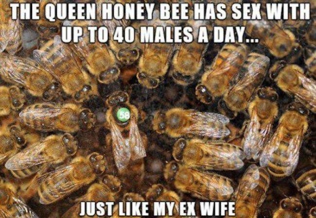 bee.jpg