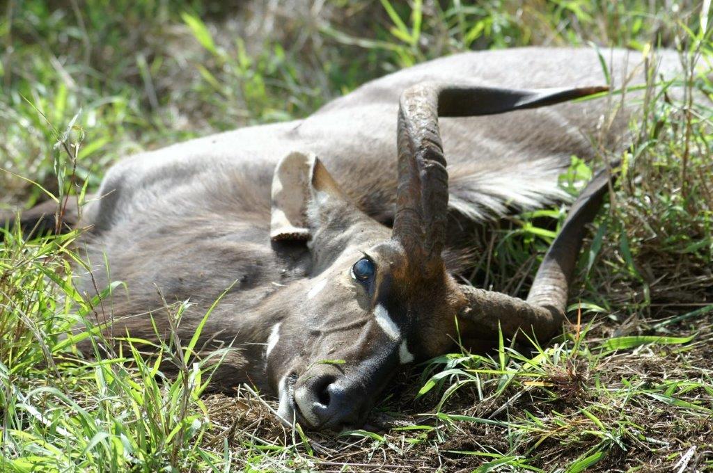 Bernard's nyala where it fell after the shot. Maginificent animals they are..jpg