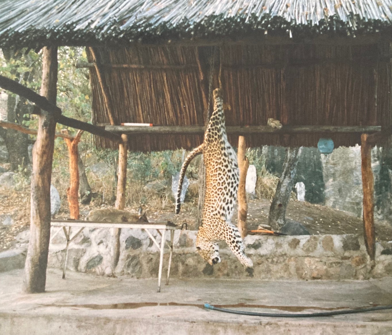 Big Leopard in Zim 210lb.jpg