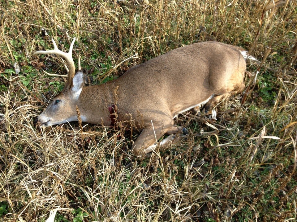 Big Bucks Dead