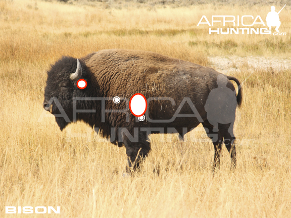 bison-hunting-vitals.jpg