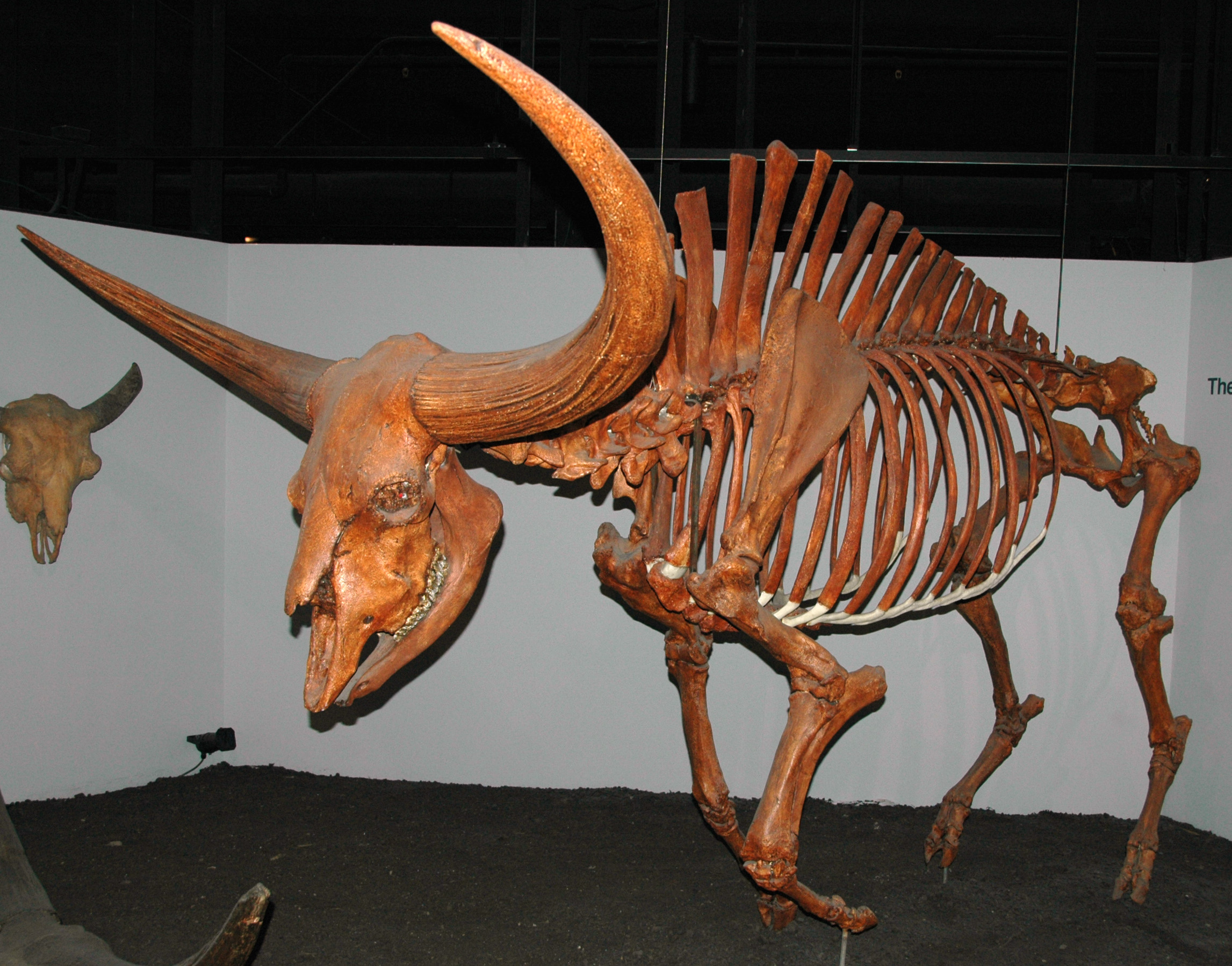 Bison latifrons.jpg