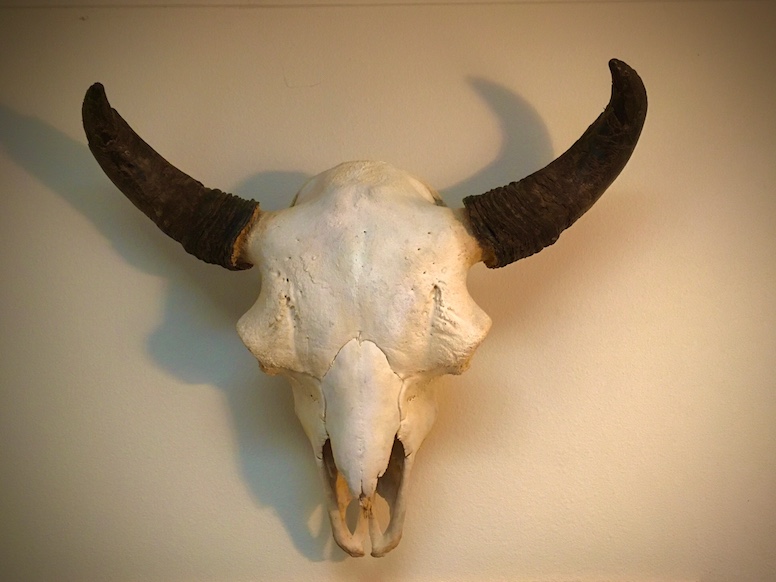 bison skull.jpg