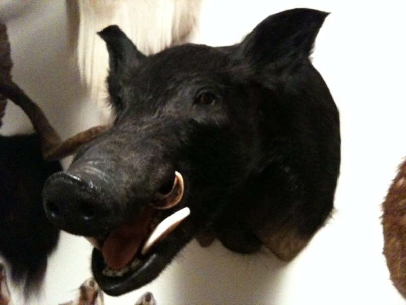 Black Boar..jpg
