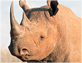 black-rhino-fws-richard-ruggiero.jpg