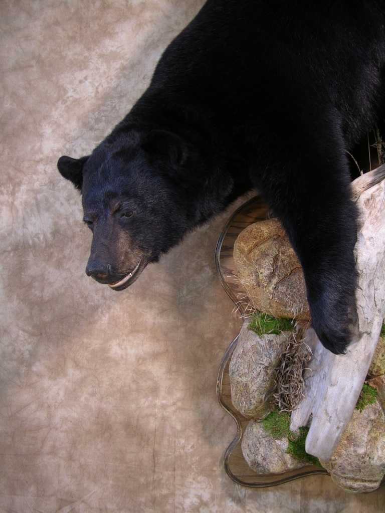 taxidermy-it-is-bear-season-africahunting