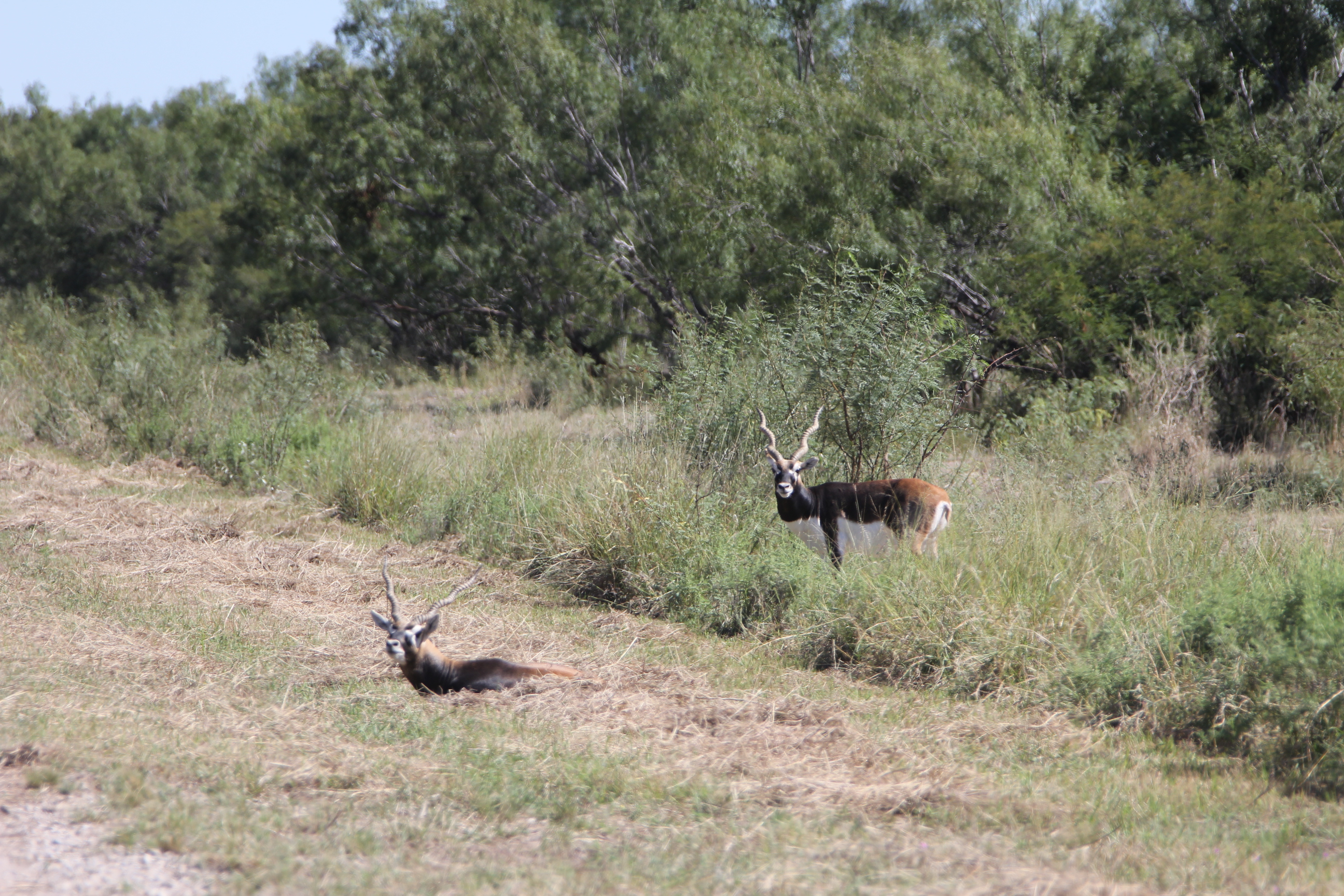 Blackbuck 1.JPG