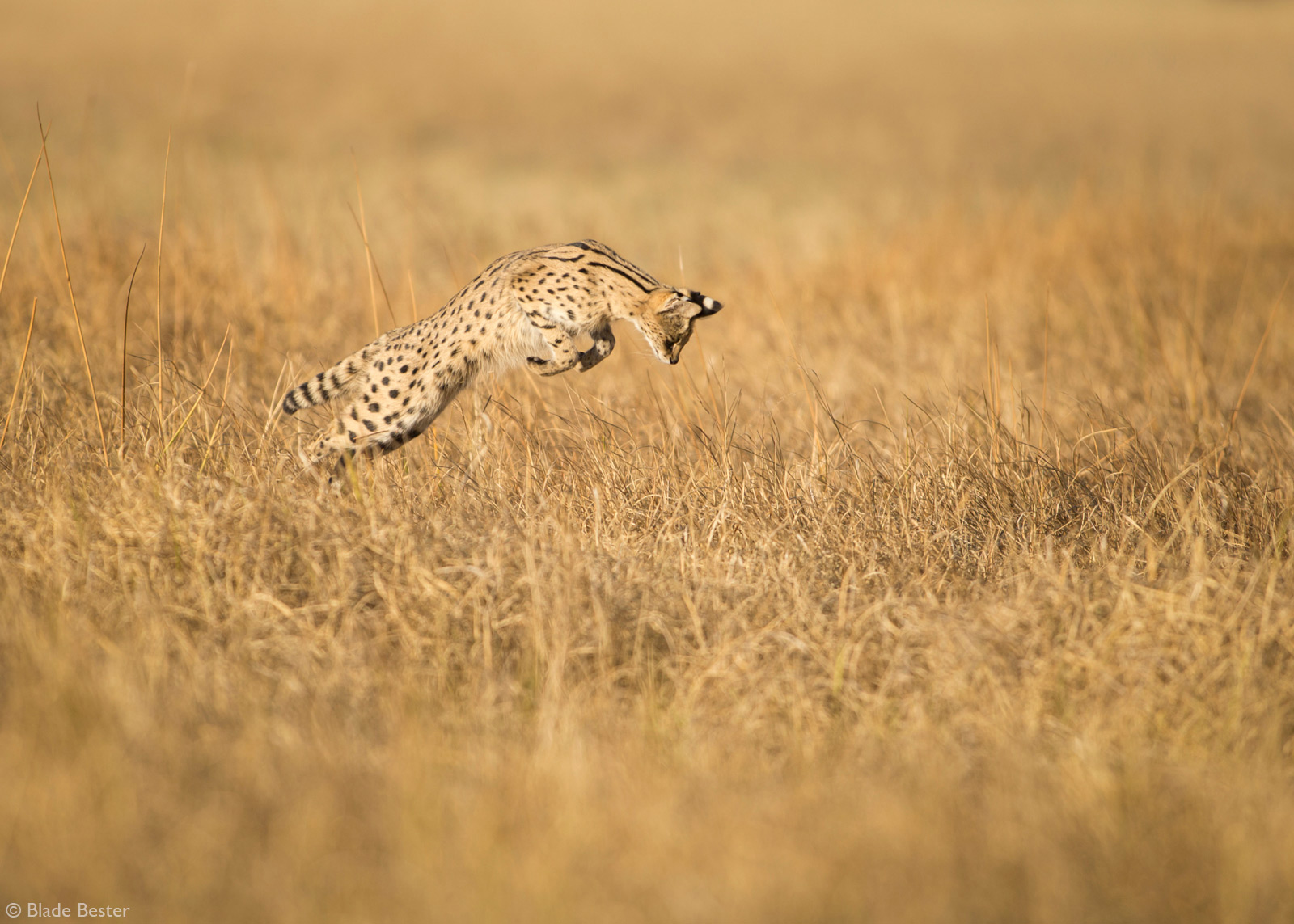 Blade-Bester-Serval-pounce-Hwange-private-concession-Hwange-national-Park-Zimbabwe.jpg