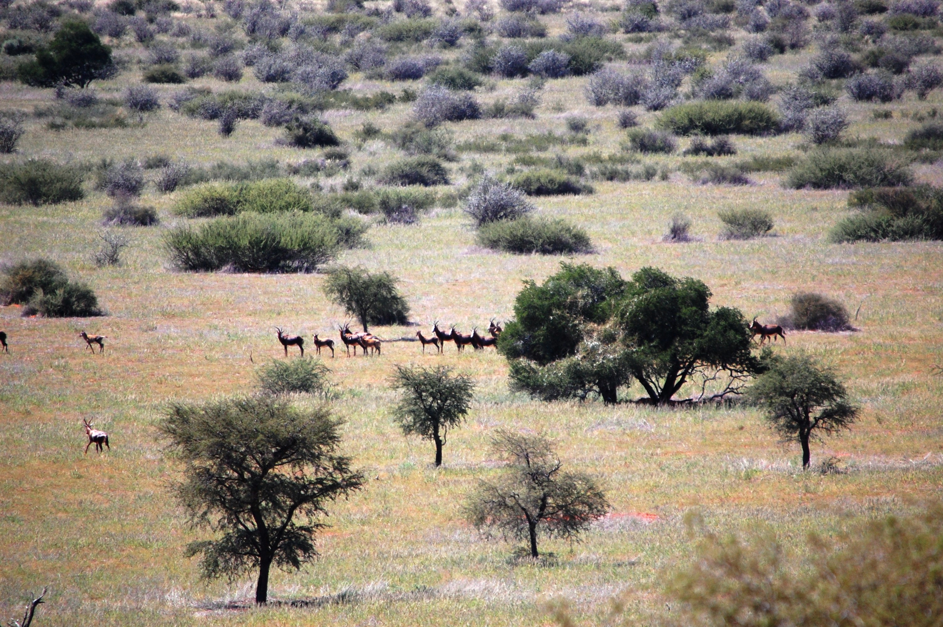 Blesbok herd.jpg