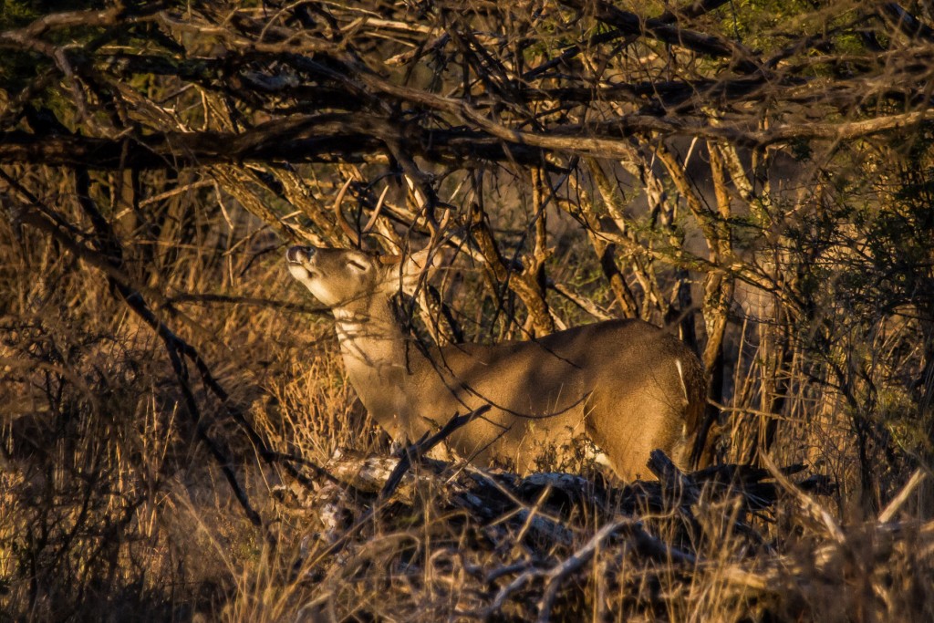 Blog-Deer-1024x683.jpg