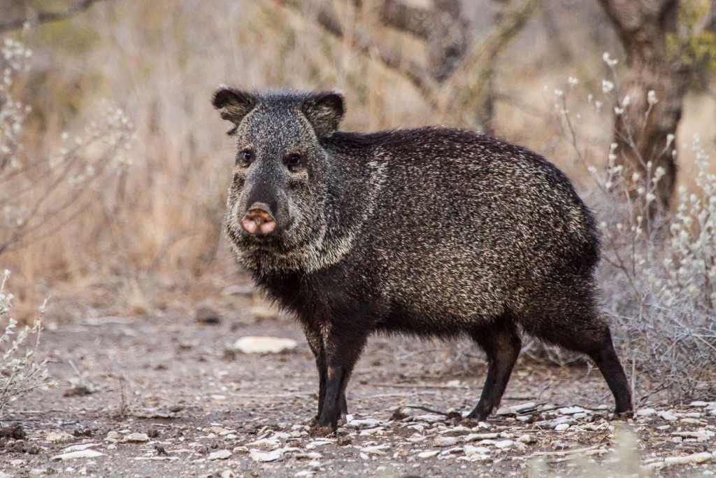 Blog-Schwein-1024x683.jpg