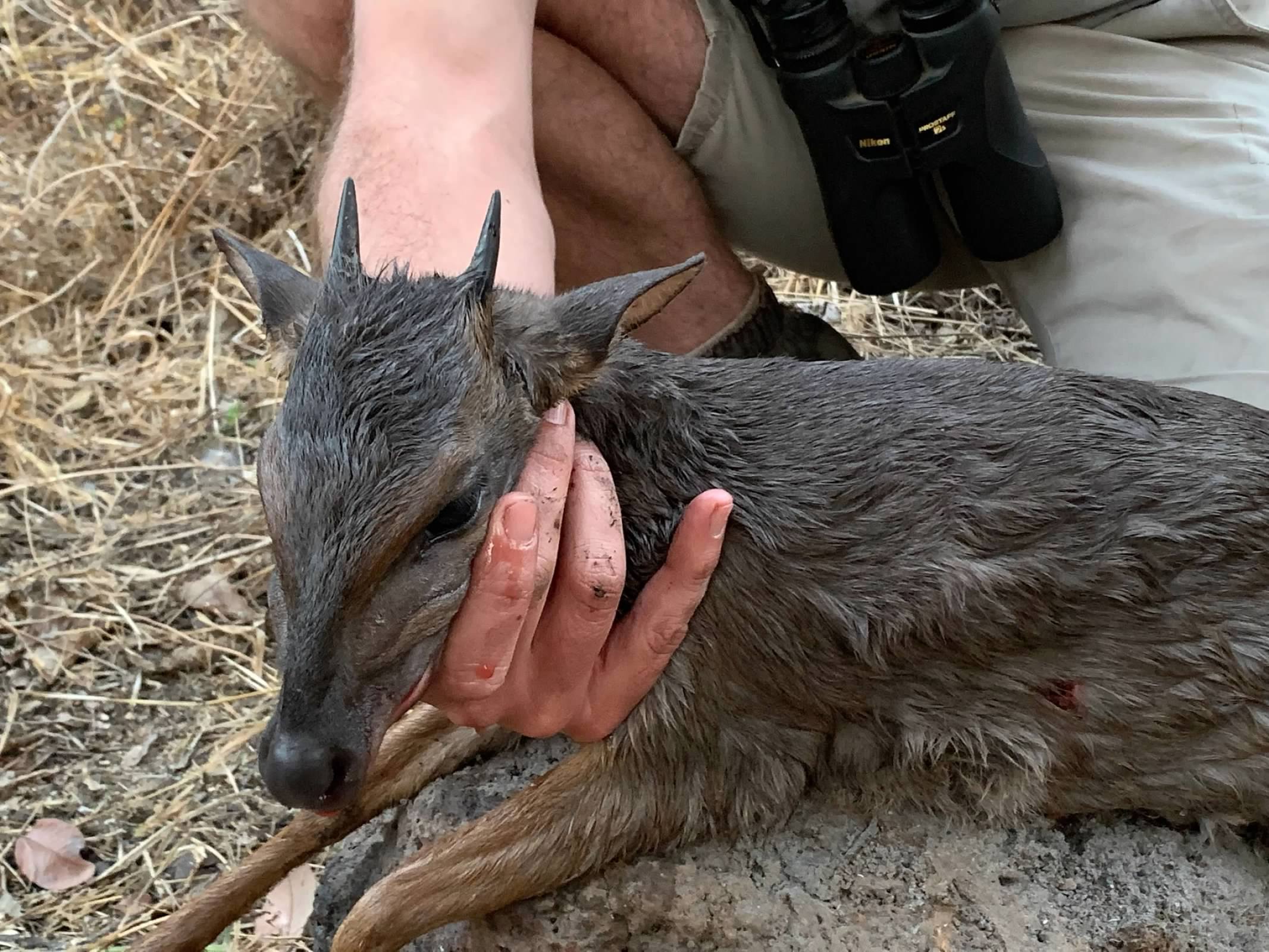 blue duiker2.jpeg