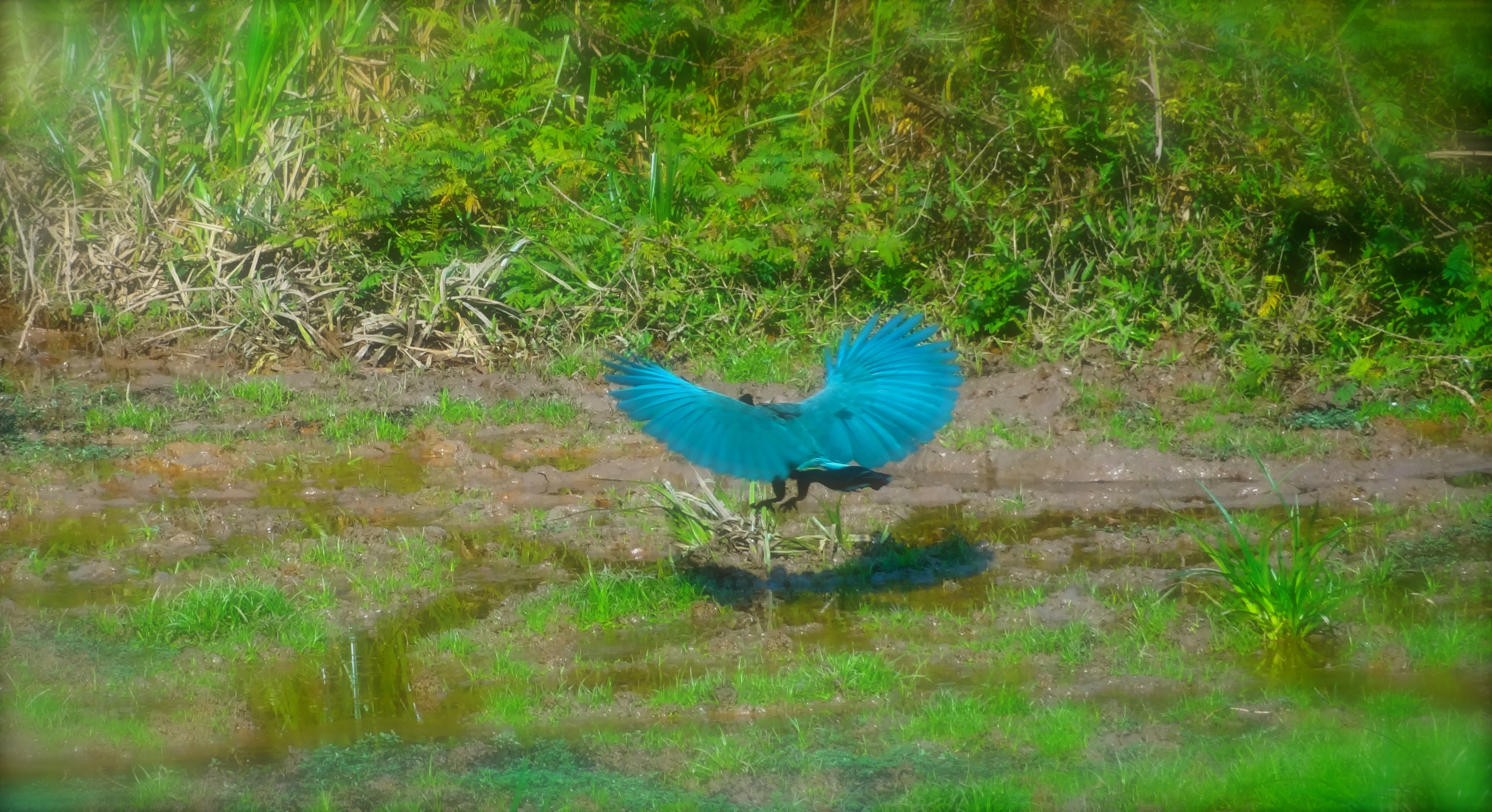 Blue giant turaco.JPG