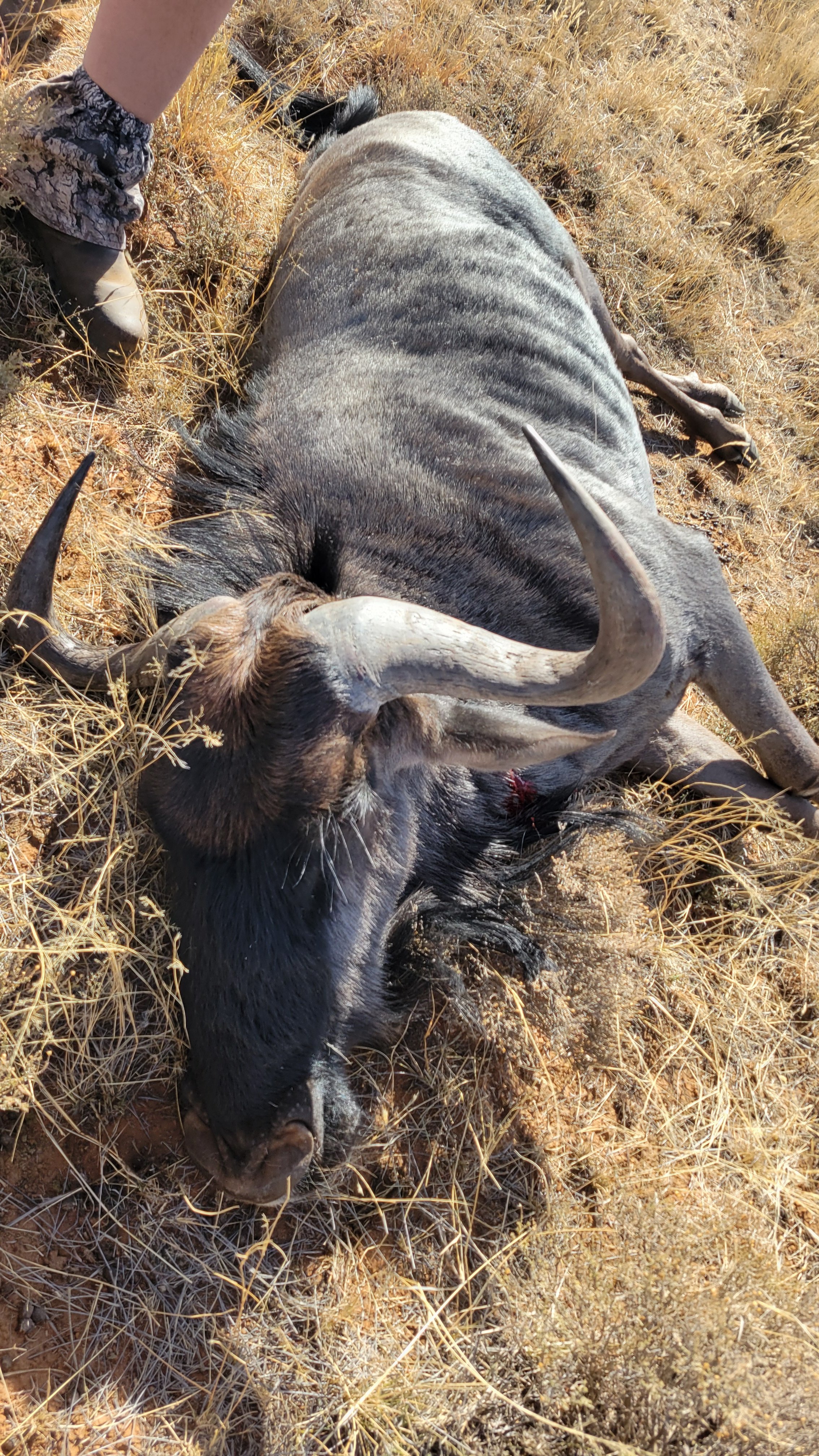 blue wildebeest 2.jpg