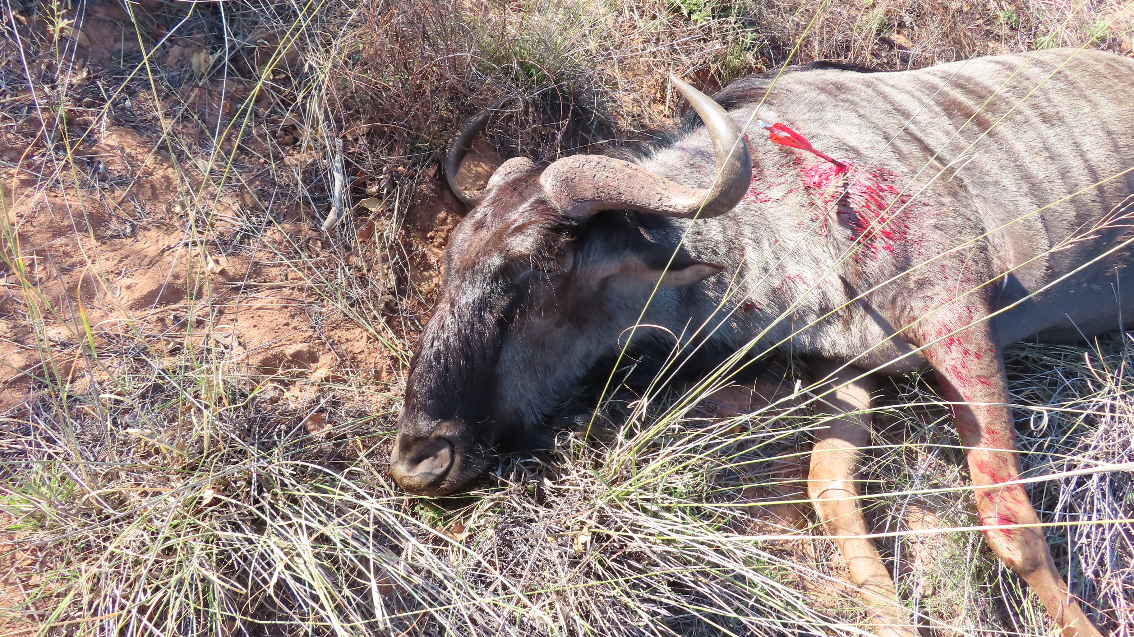 blue wildebeest.JPG