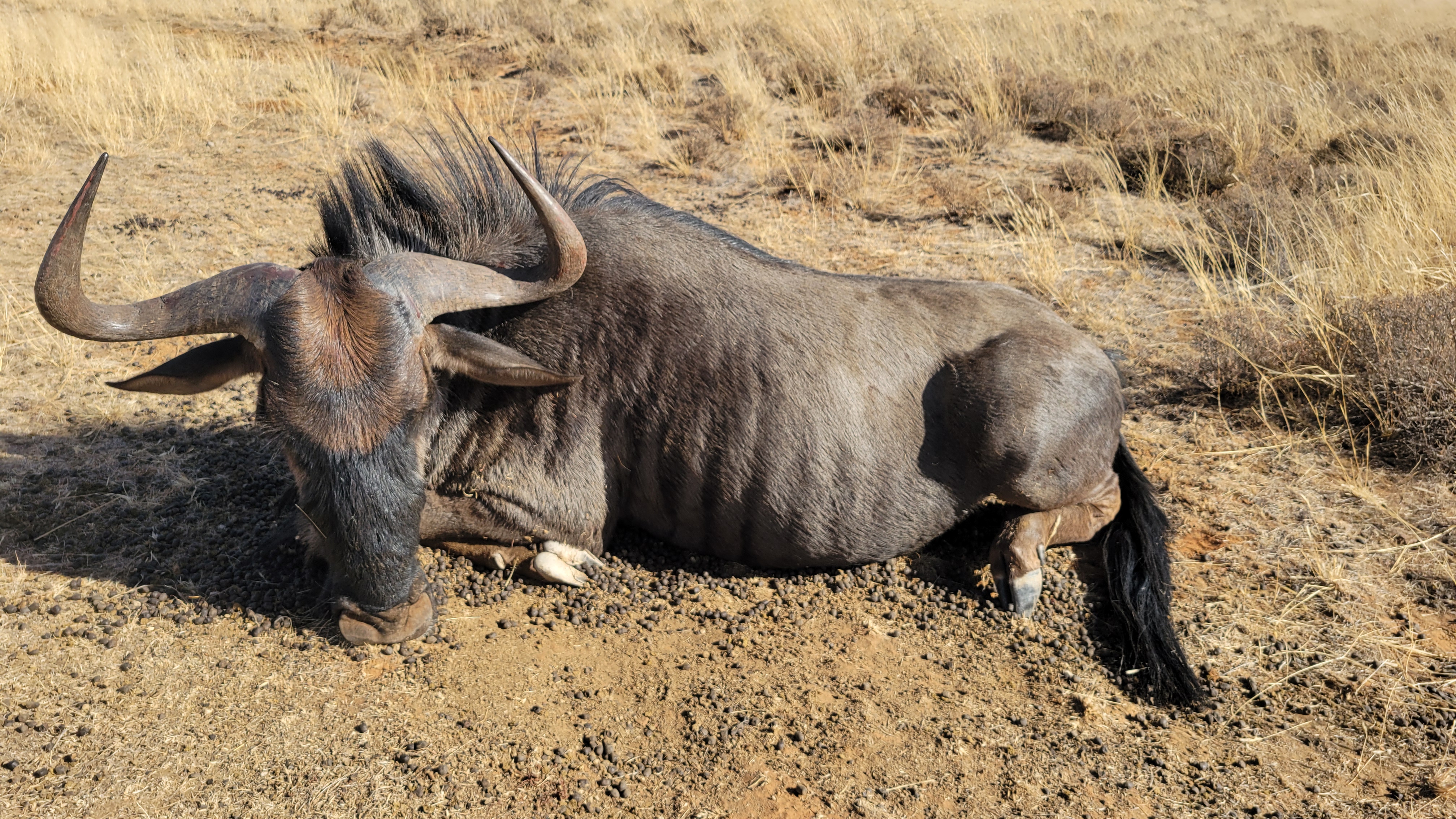 blue wildebeest.jpg