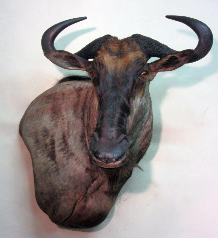 Blue_Wildebeest.jpg