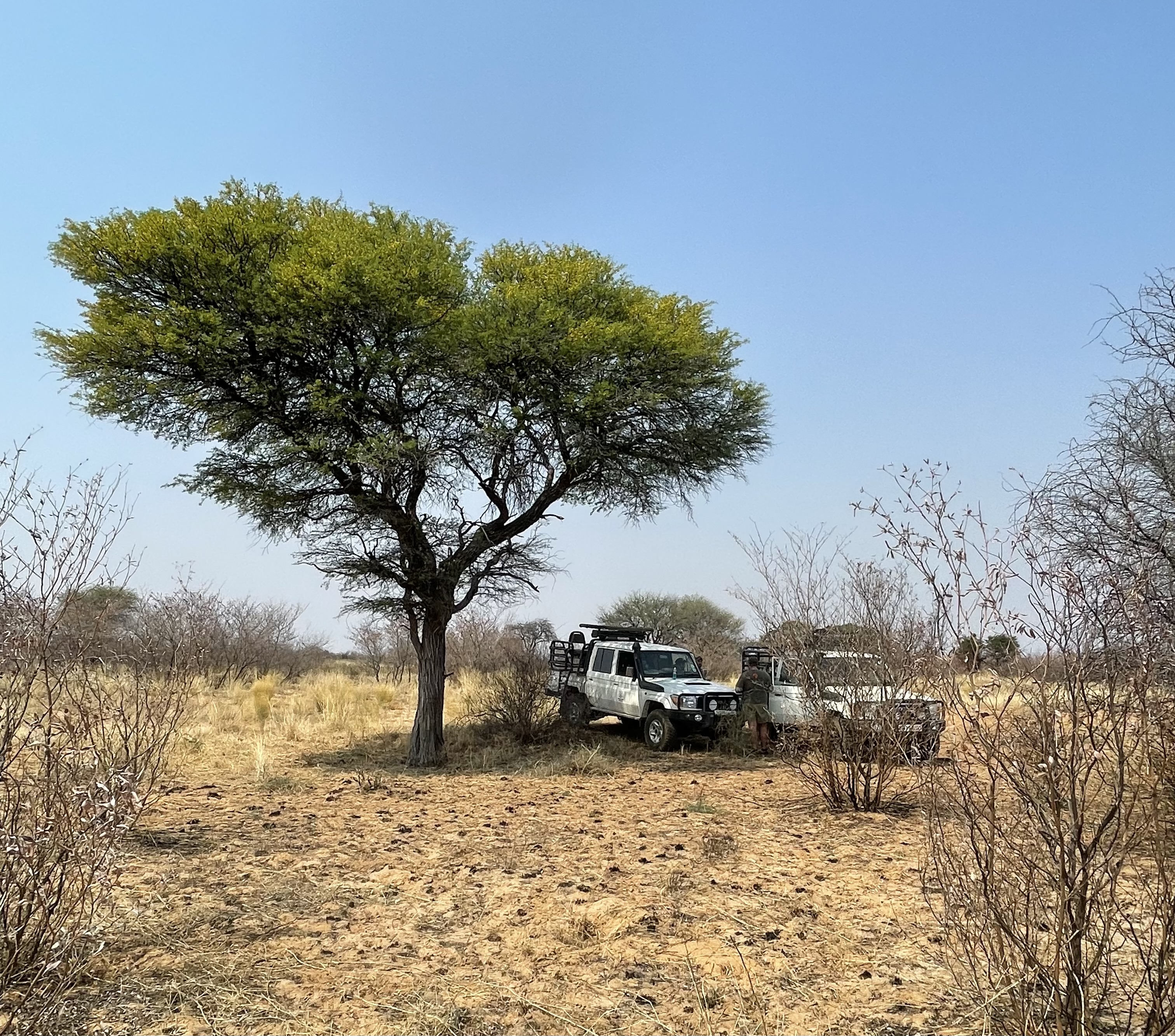 Botswana Leopard Hunt Lunchtime 9.23.jpg