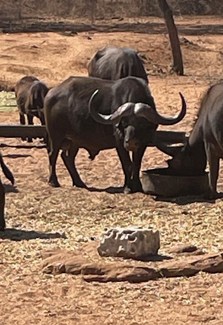 Breeding bull at camp.jpg