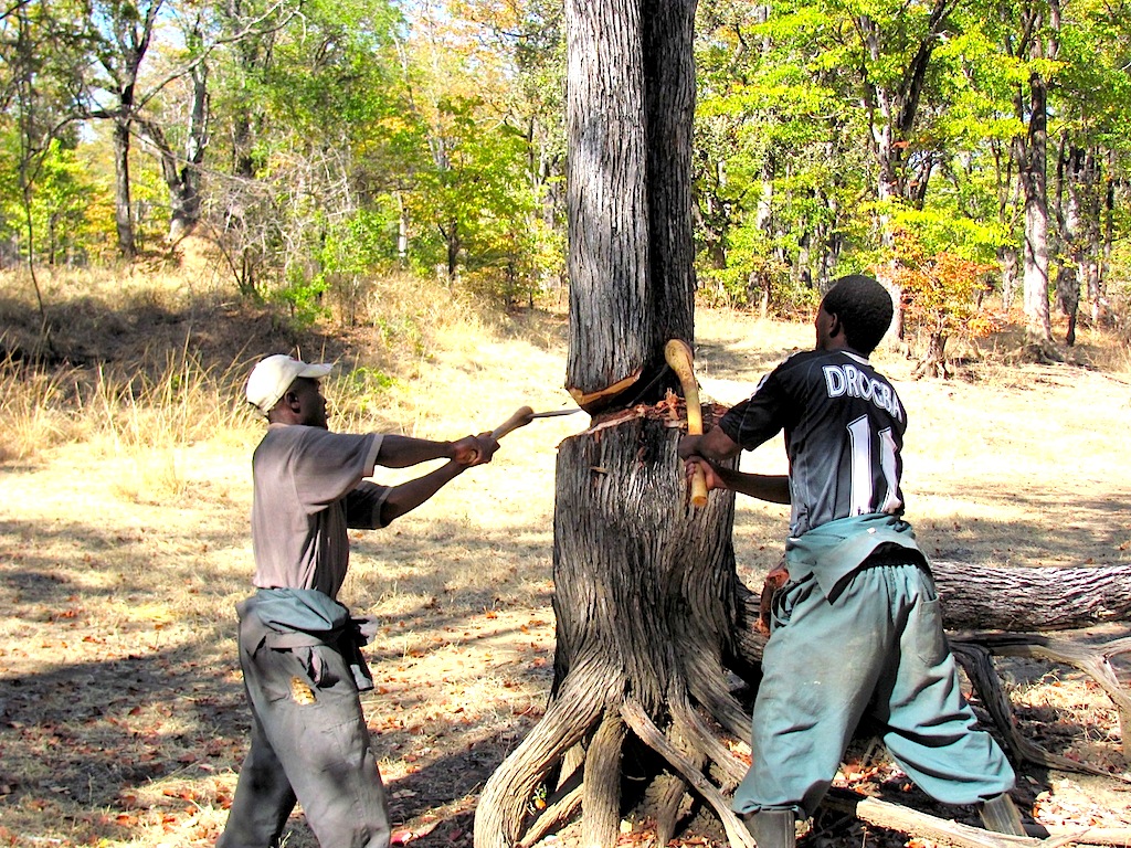 bridge cutting mopane for bridge.JPG