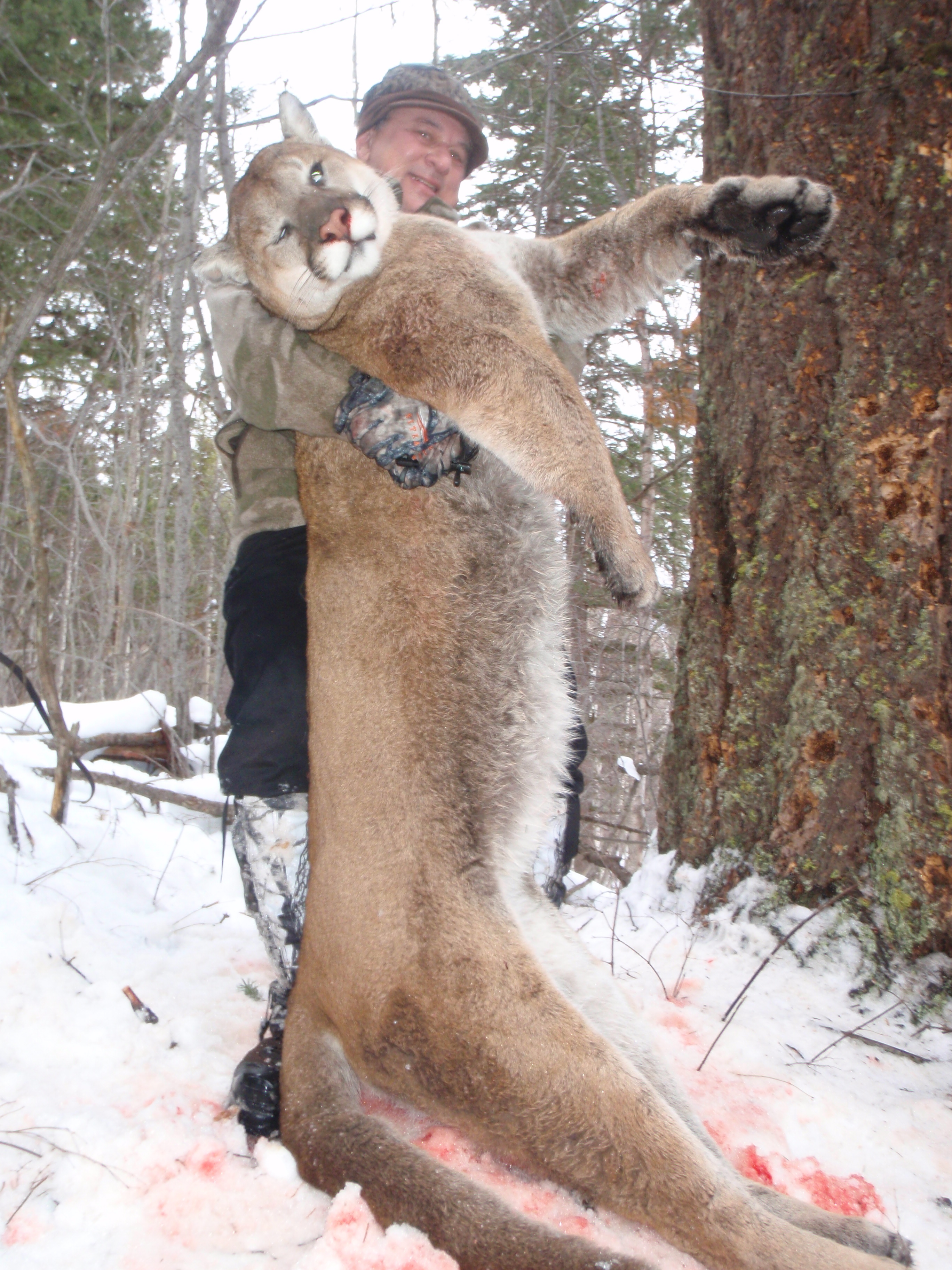 British Columbia Lion.jpg