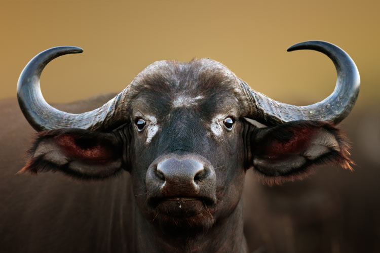 Buffalo Cow 2x1 Hunt Special | AfricaHunting.com