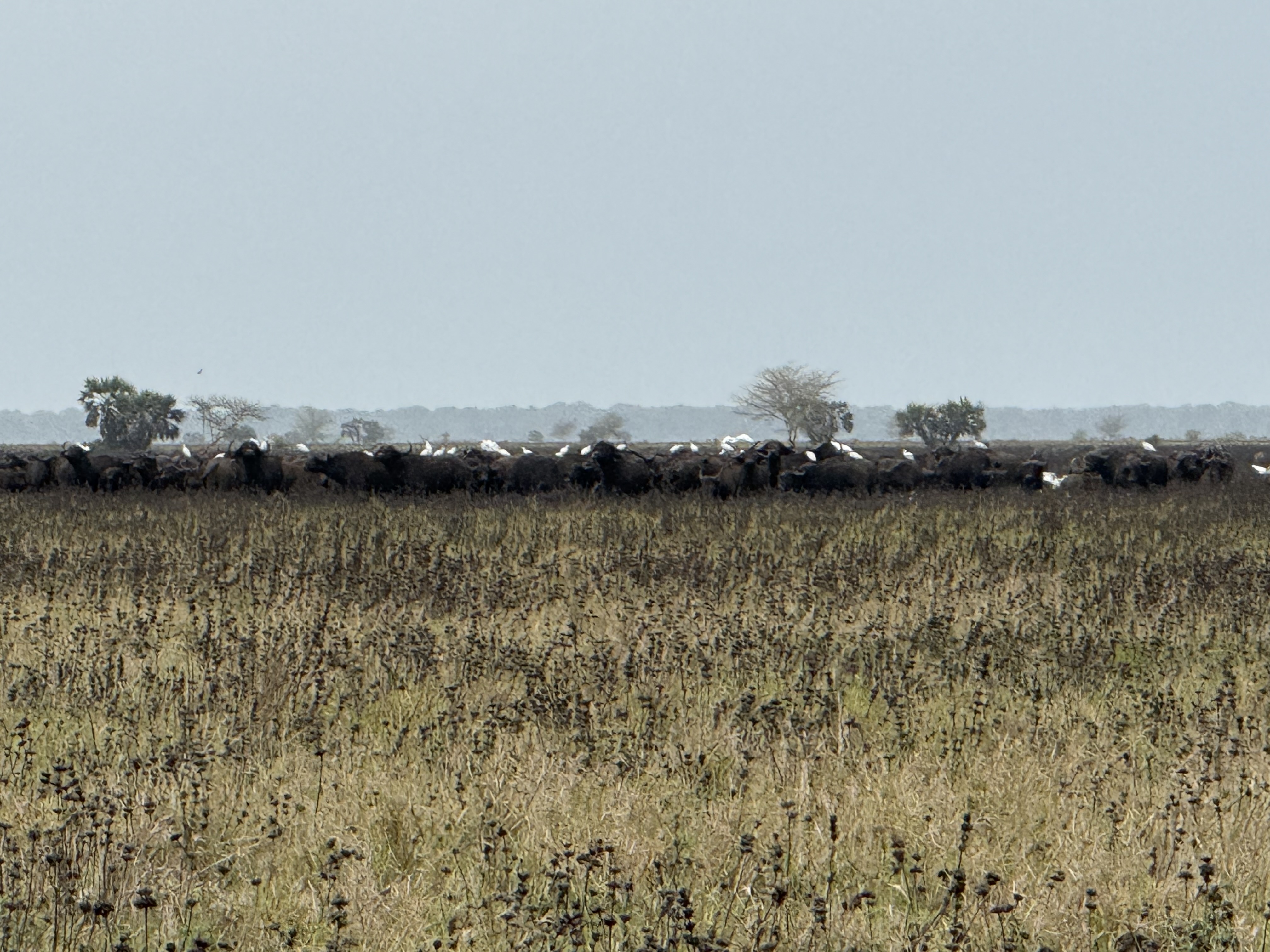 buffalo and egrets.jpg