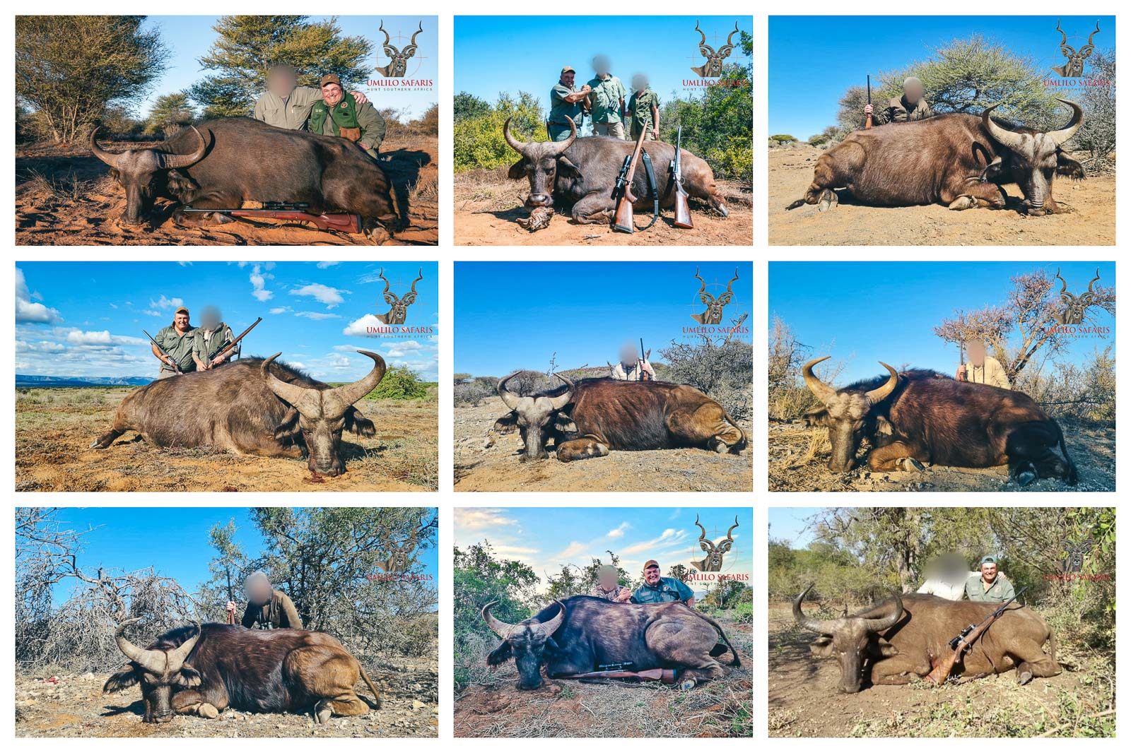 Buffalo Cow Culling CollageBLUR.jpg