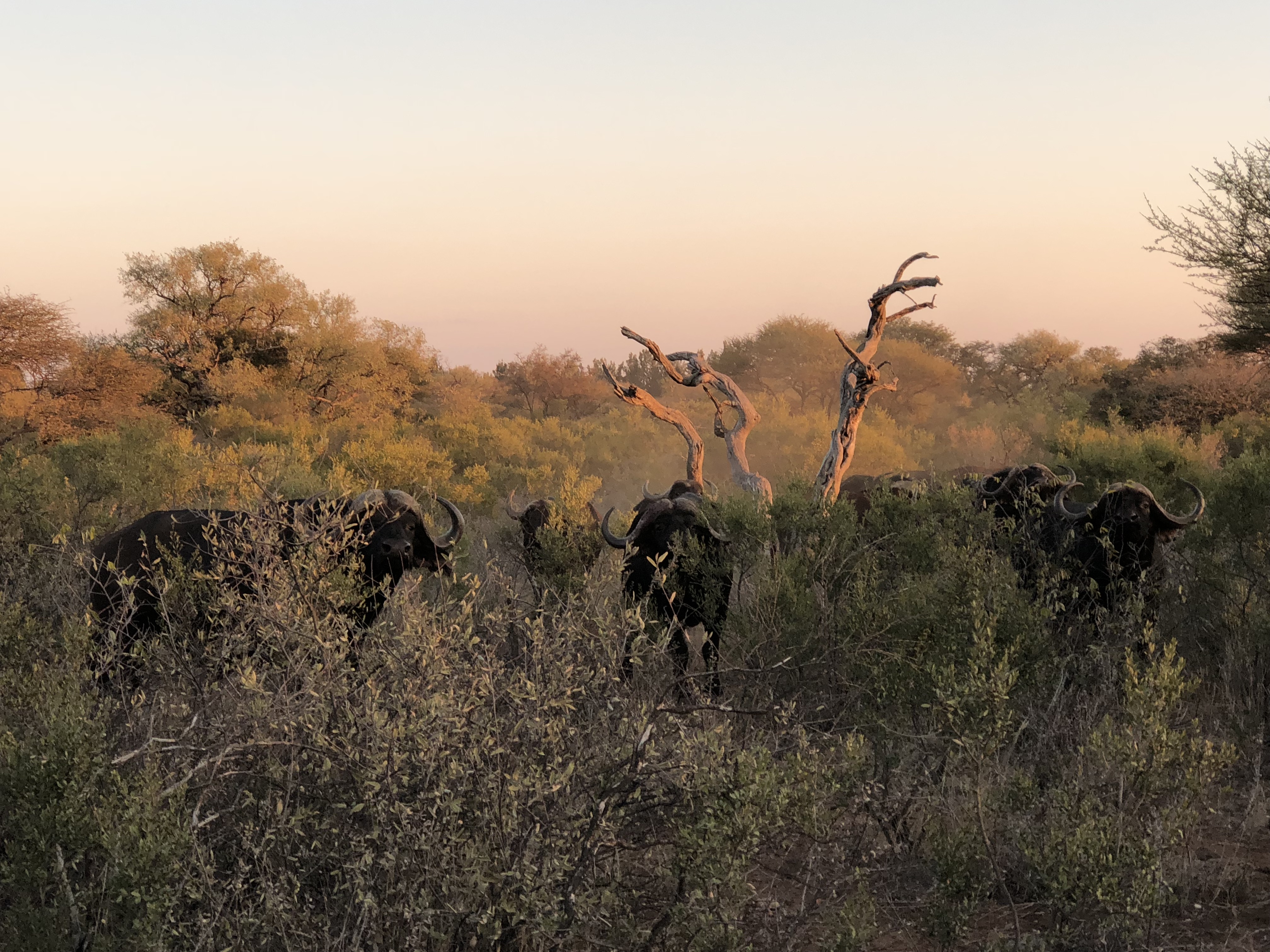 buffalo Limpopo.jpg