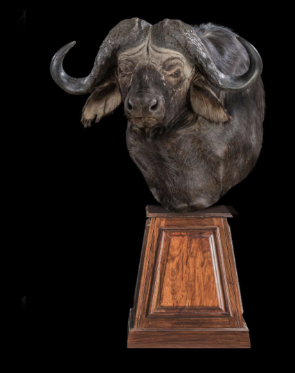 buffalo pedestal.png
