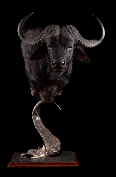 Buffalo-pedestal-shoulder-mount-on-bespoke-base.jpg-1.png