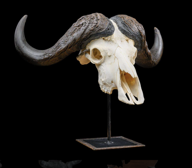 buffalo skull on metal stand copy.png