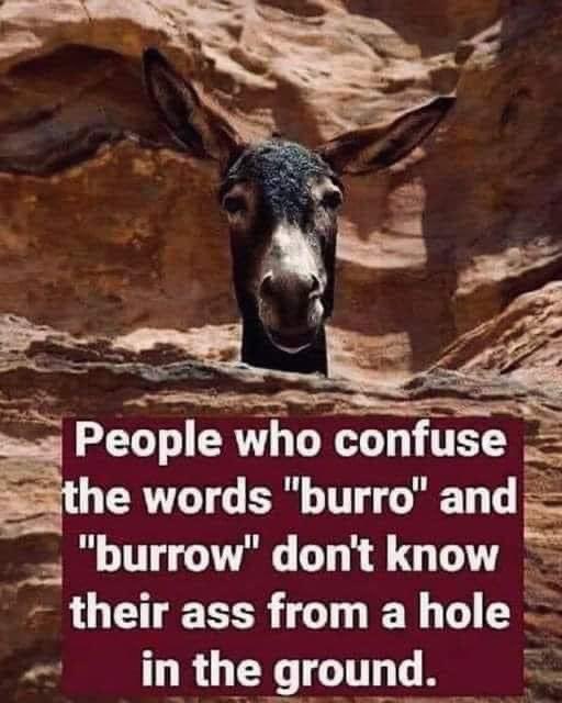 Burro.jpg