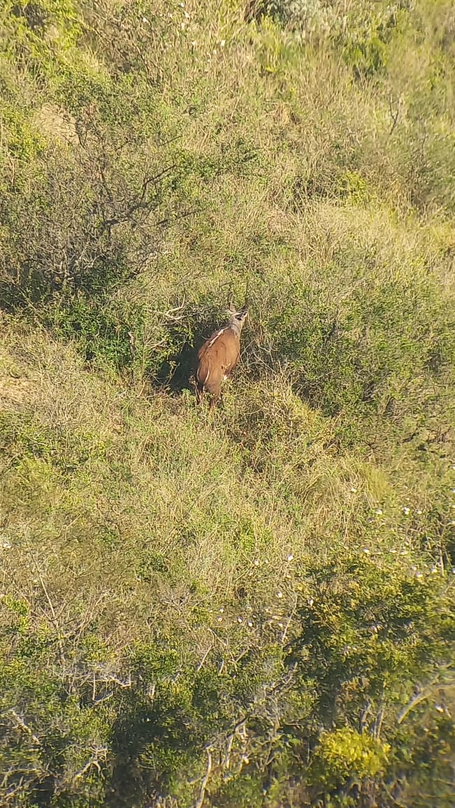 Bushbuck -J.Els.jpg