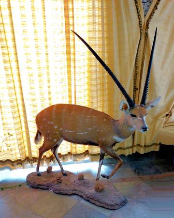 bushbuck.jpg