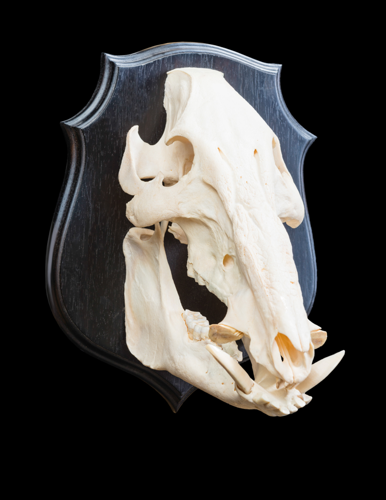 Bushpig-Skull-Shieldmount-FF-016.jpg