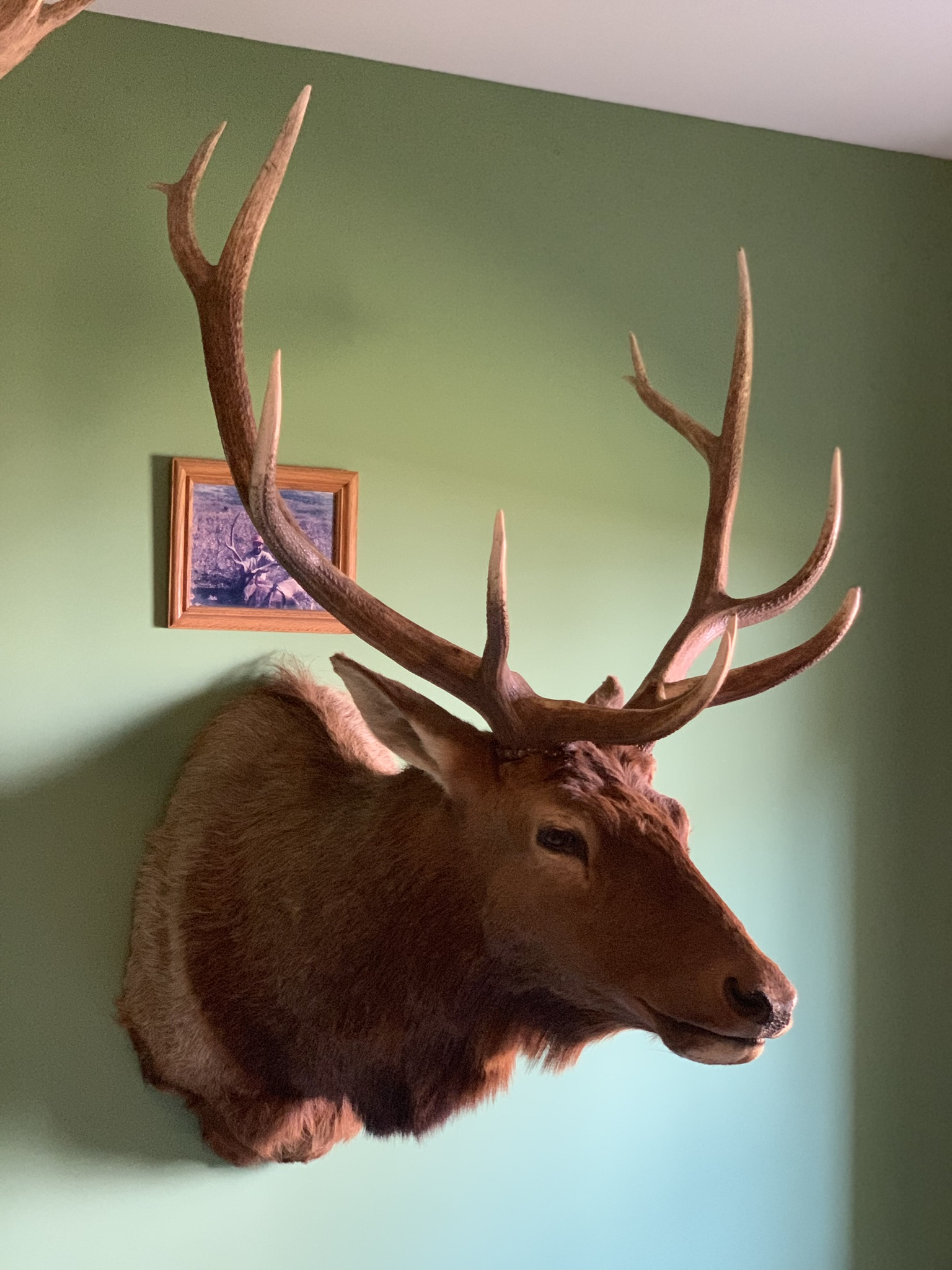 Wall mounting options | AfricaHunting.com