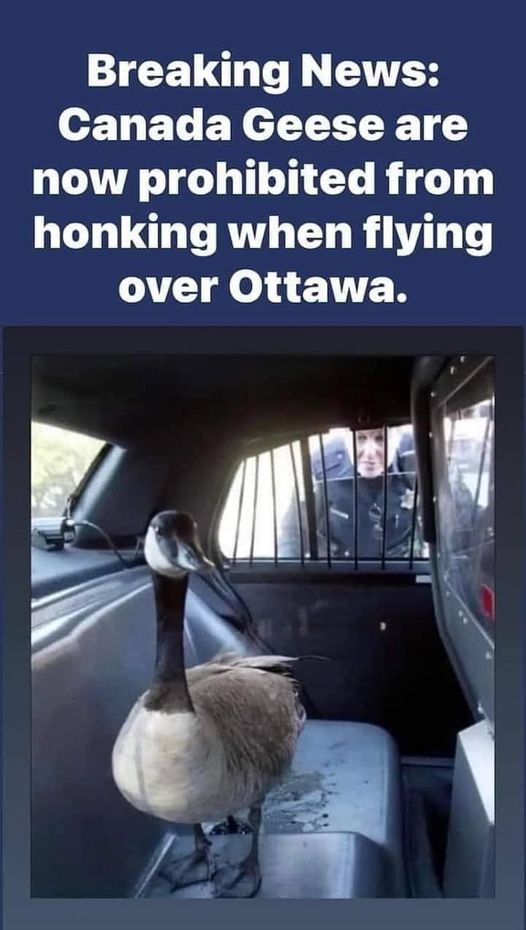 canada goose meme.jpg