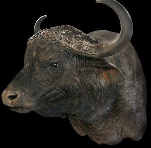 CAPE BUFFALO 1 WR.jpg